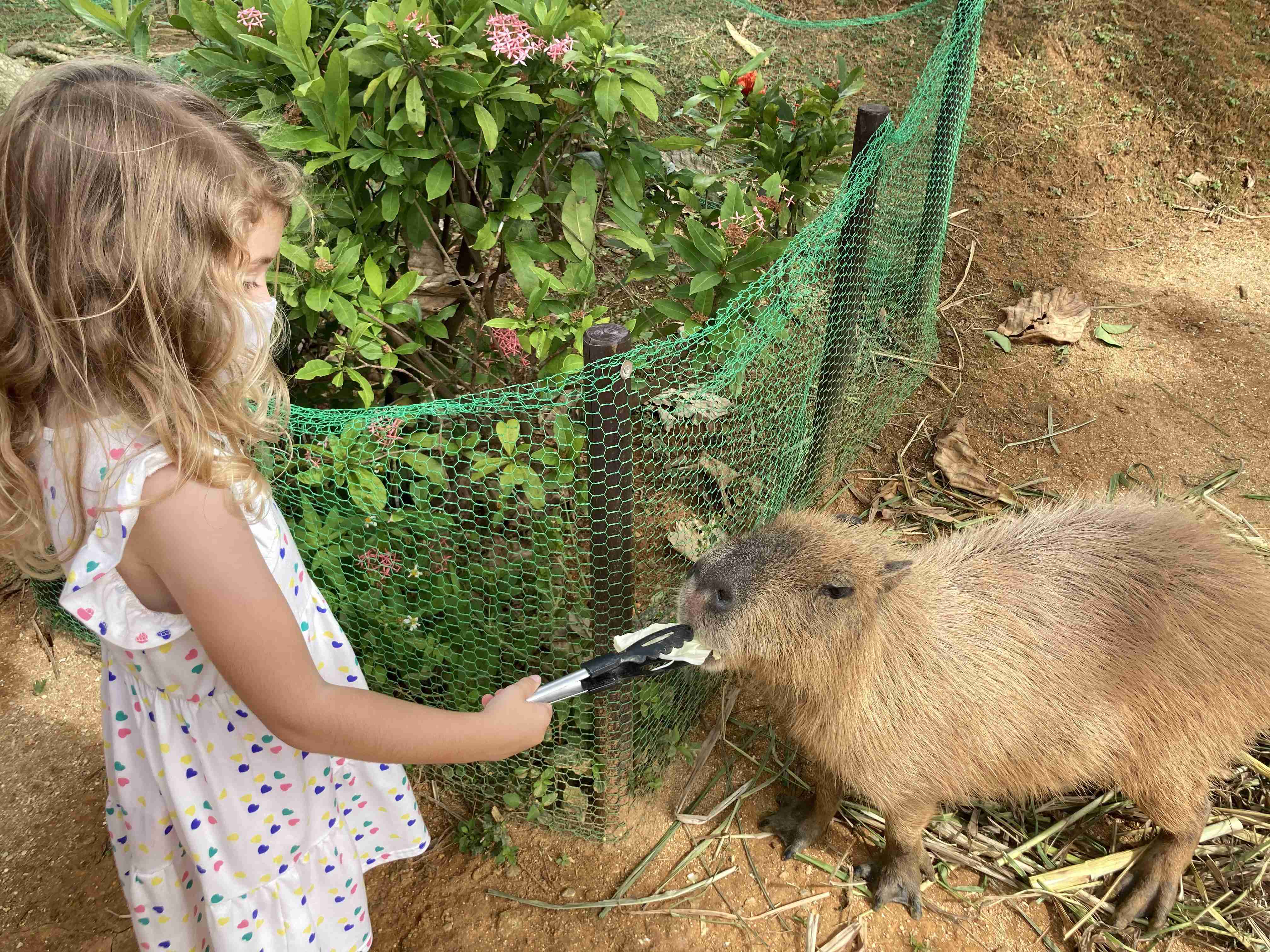 🏞️ 네오파크 오키나와 나고 자연동식물공원 이미지 6